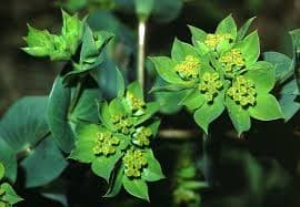 Bupleurum Spx Green 60cm