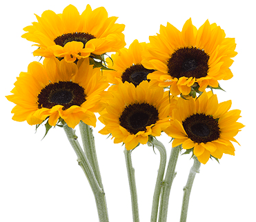 Sunflower Vincent Choice Select