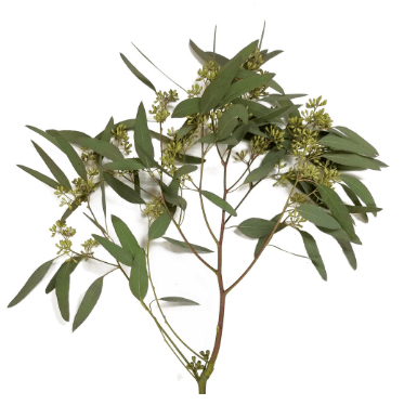 Eucalyptus Seeded Greens Handful