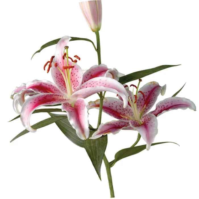 Lily Oriental Curie Pink 3/4