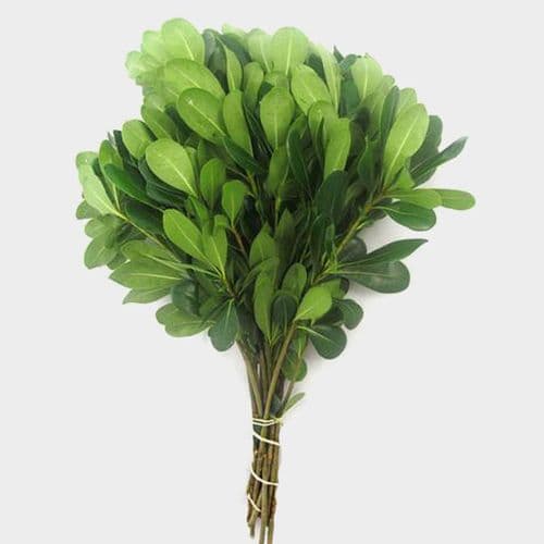 Greens Pittosporum Green 55cm