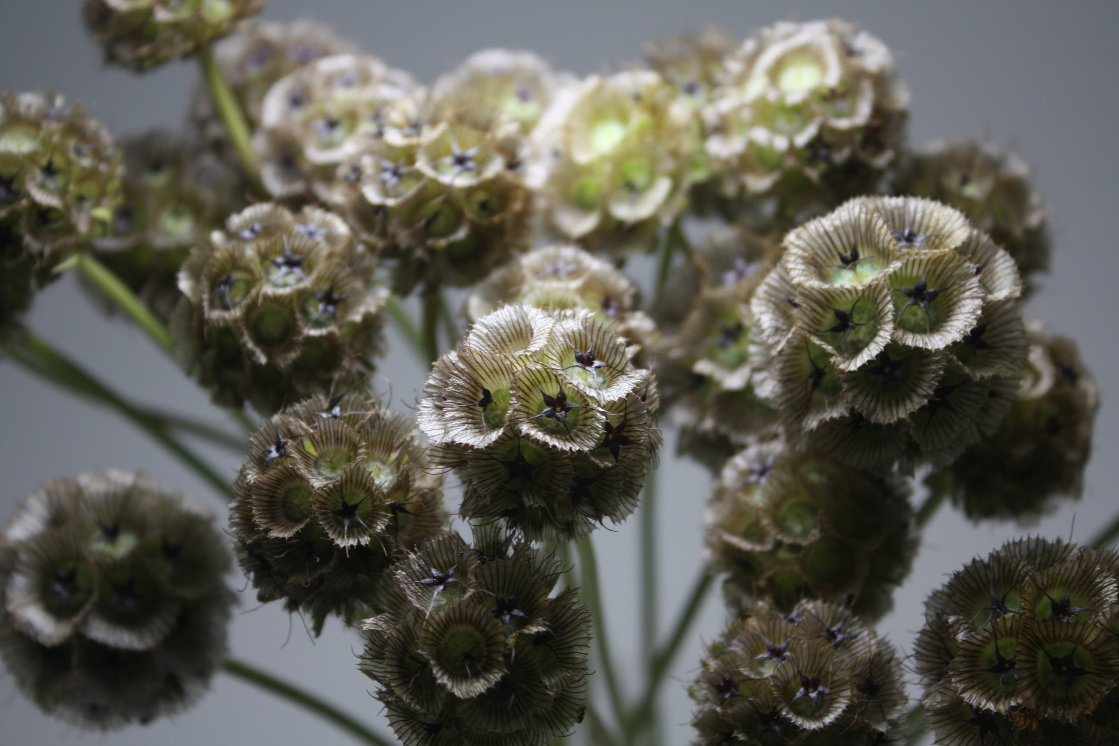 Scabiosa SPX Seed Pods