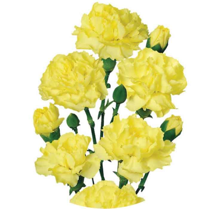 Minis Caesar Yellow