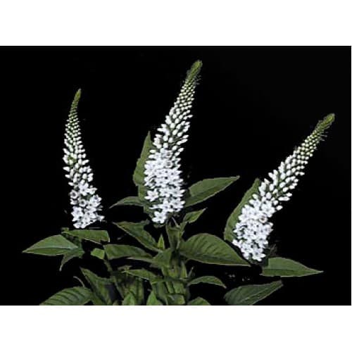 Specialty Spx Lysmachia White