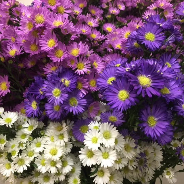 Aster Carnival Asst 80cm