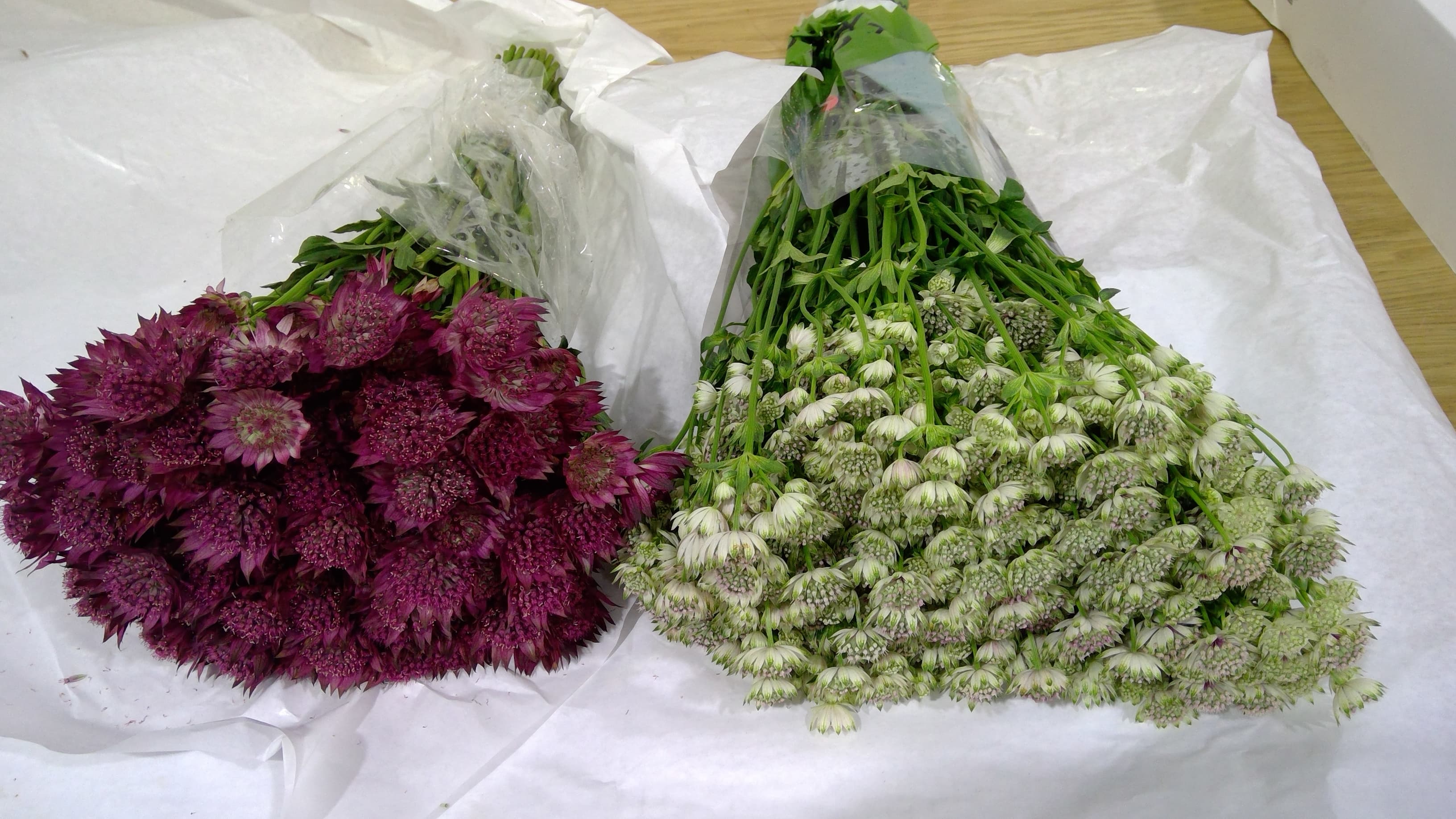 Specialty Spx Astrantia Asst