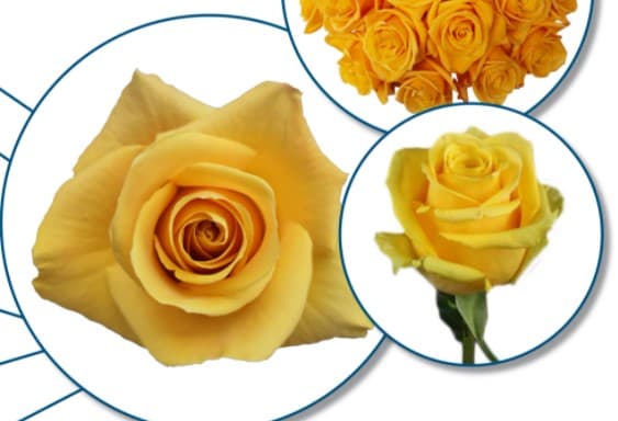 Rose Bumblebee Ecu Yellow 50cm