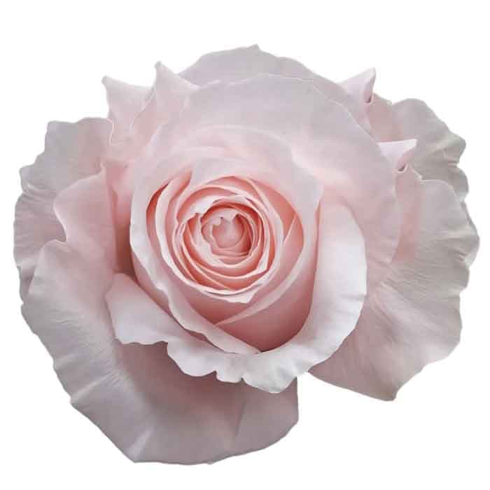 Rose Pomarosa Ecu Blush Pink 50cm