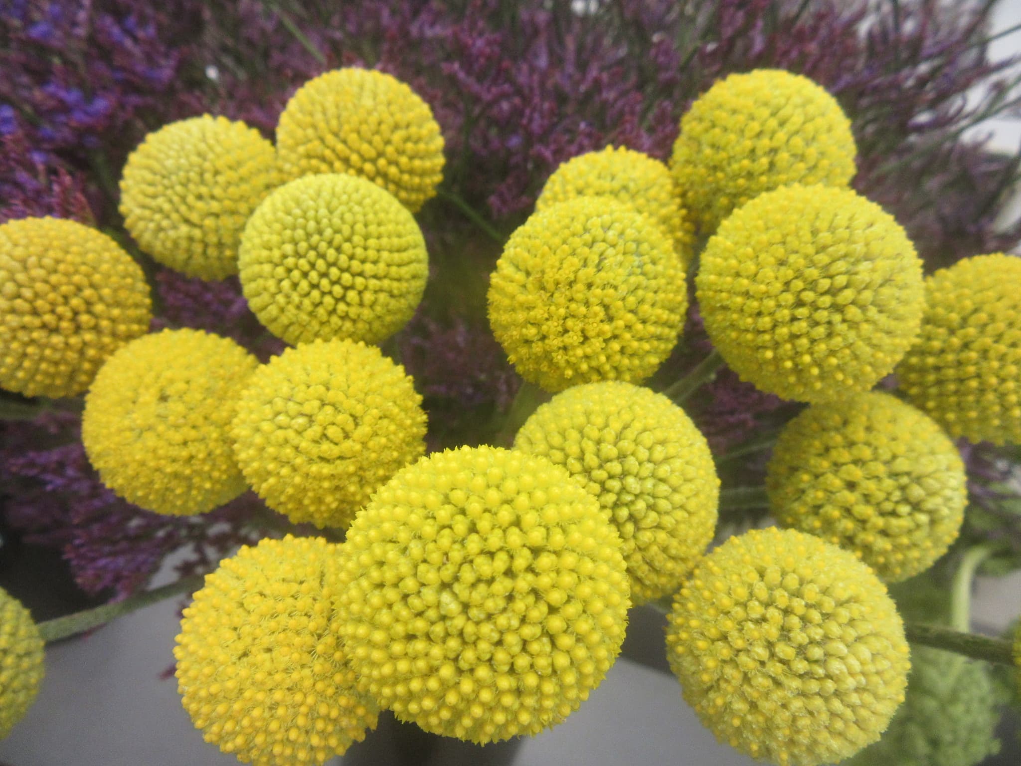 Craspedia SPX Yellow 70cm