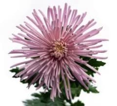 Mums Lavender Spider Pinkray