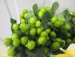 Hypericum Lucky Romance Green 60cm