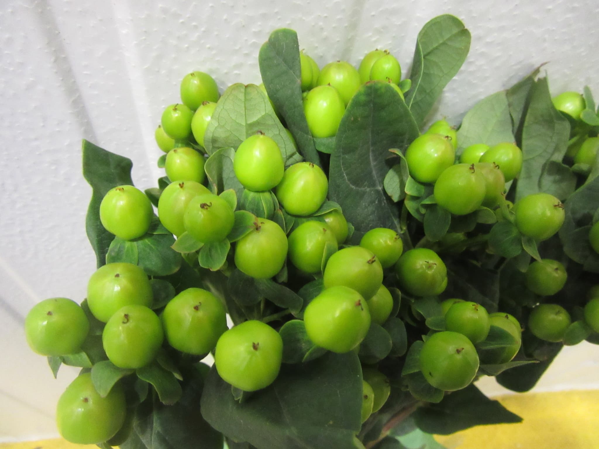 Hypericum Lucky Romance Green 70cm