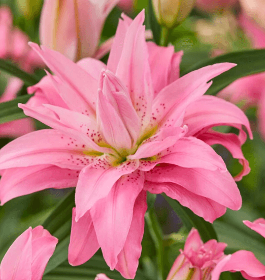 Lily Pink Oriental Double Diantha 3/4