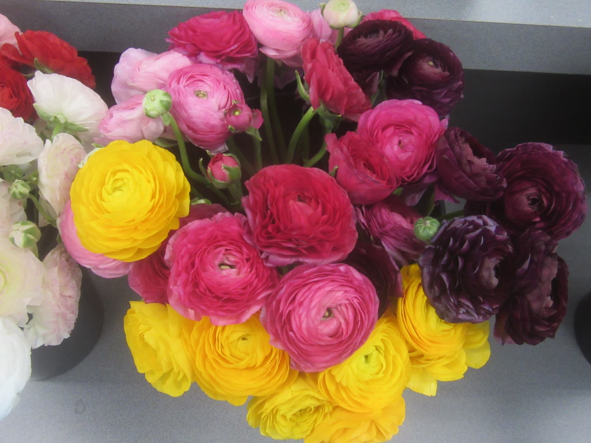 Ranunculus Spx Asst 30/35cm