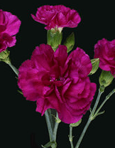Minis Purple Epsilon