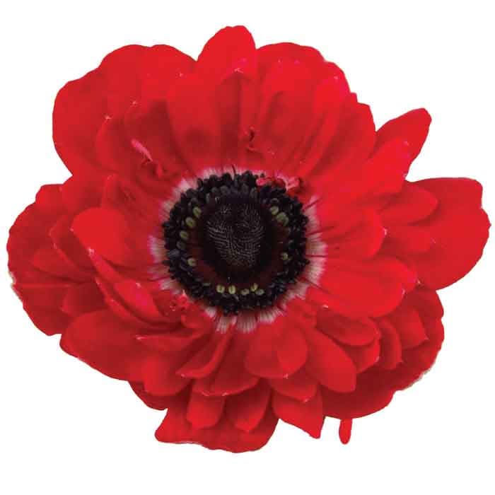 Anemone Spx Red 30/35cm