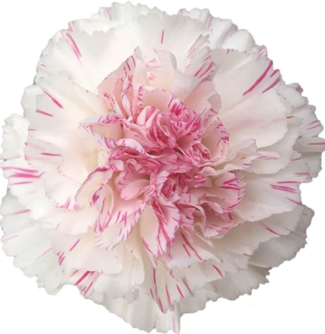 Carns Yucari Cherry Bi-color Wh/pk Fancy