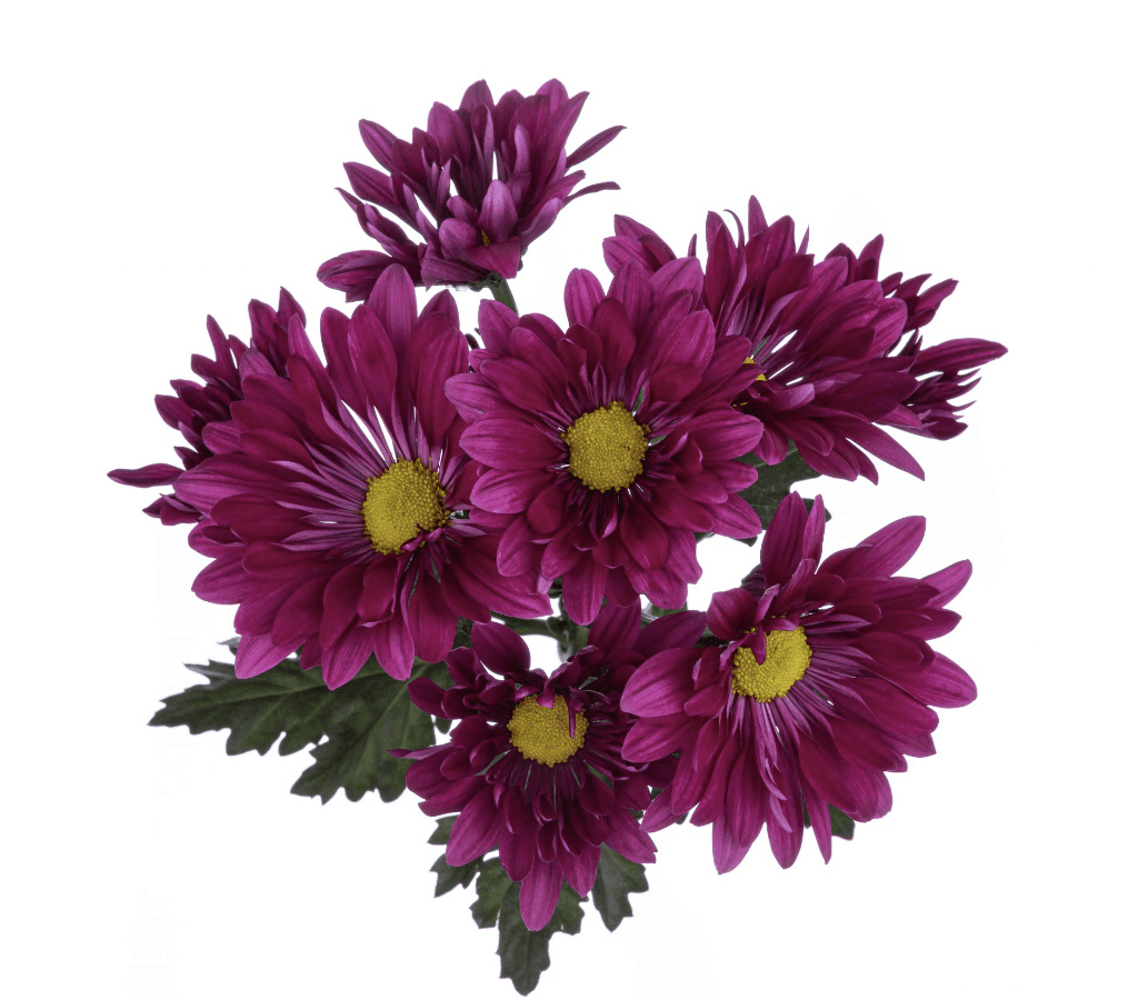 Pom Purple Daisy Uvita