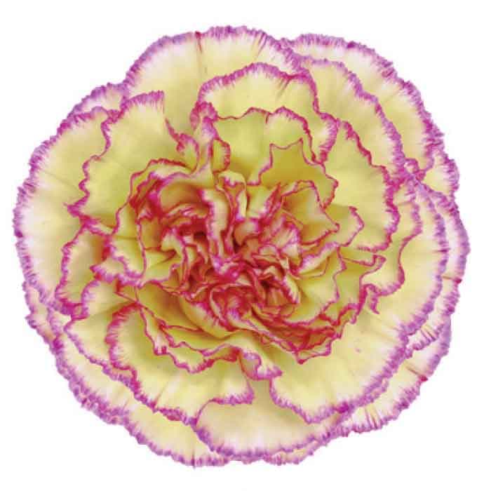 Carns Fiesta Komachi Bi-color Yellow Select