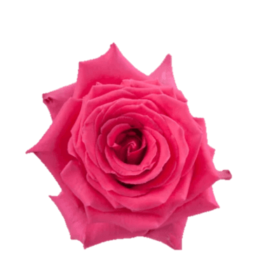 Rose Full Monty Ecu Hot Pink 40cm