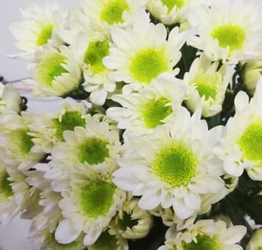 Pom White Novelty Blanca Nieves