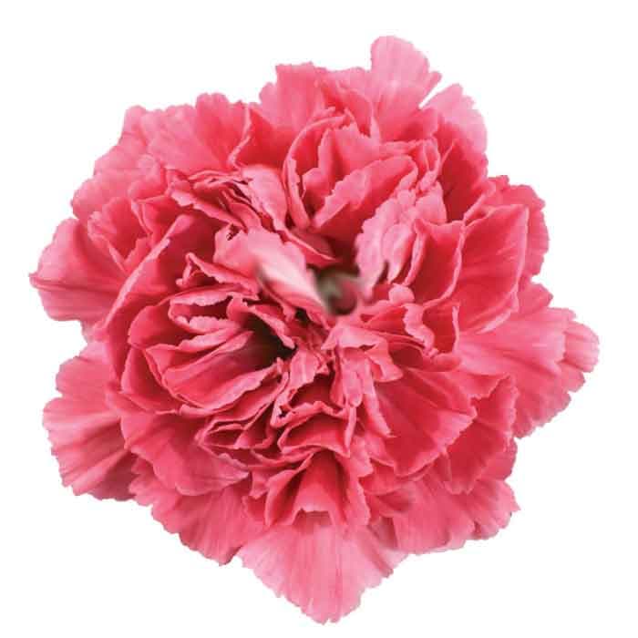 Carns Tommy Coral Pink 10stem Minami Select