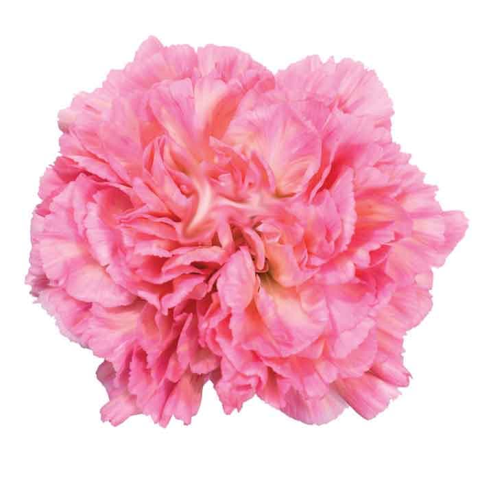 Carns Passion Pinkish Orange 10stem Minami Select