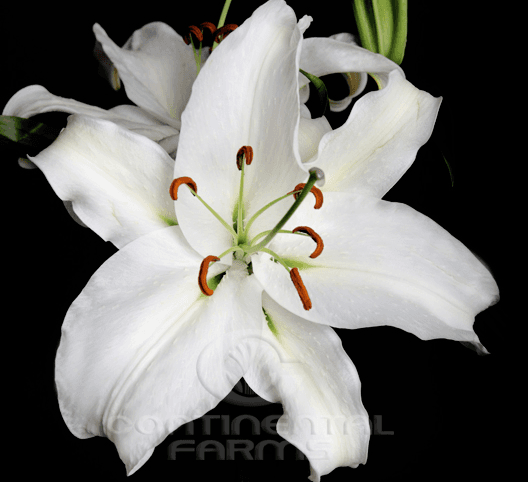 Lily Oriental Crystal Blanca White 2 Bloom