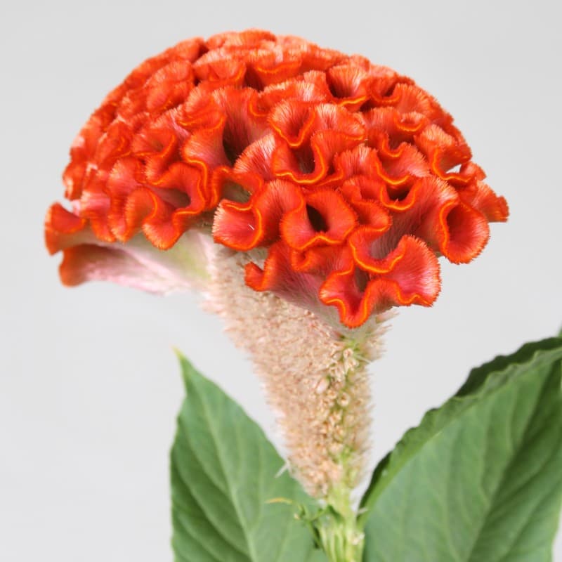 Specialty Spx Celosia Cockscomb Orange 70-75cm