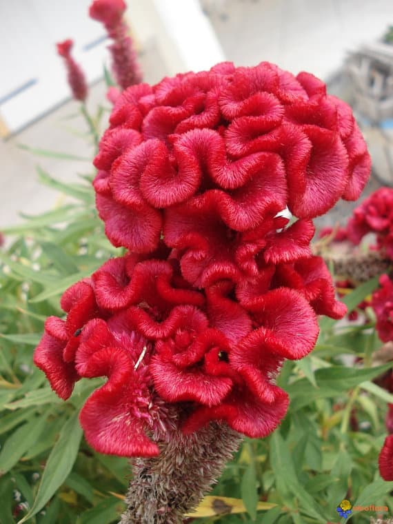 Specialty Spx Celosia Cockscomb Red 70-75cm