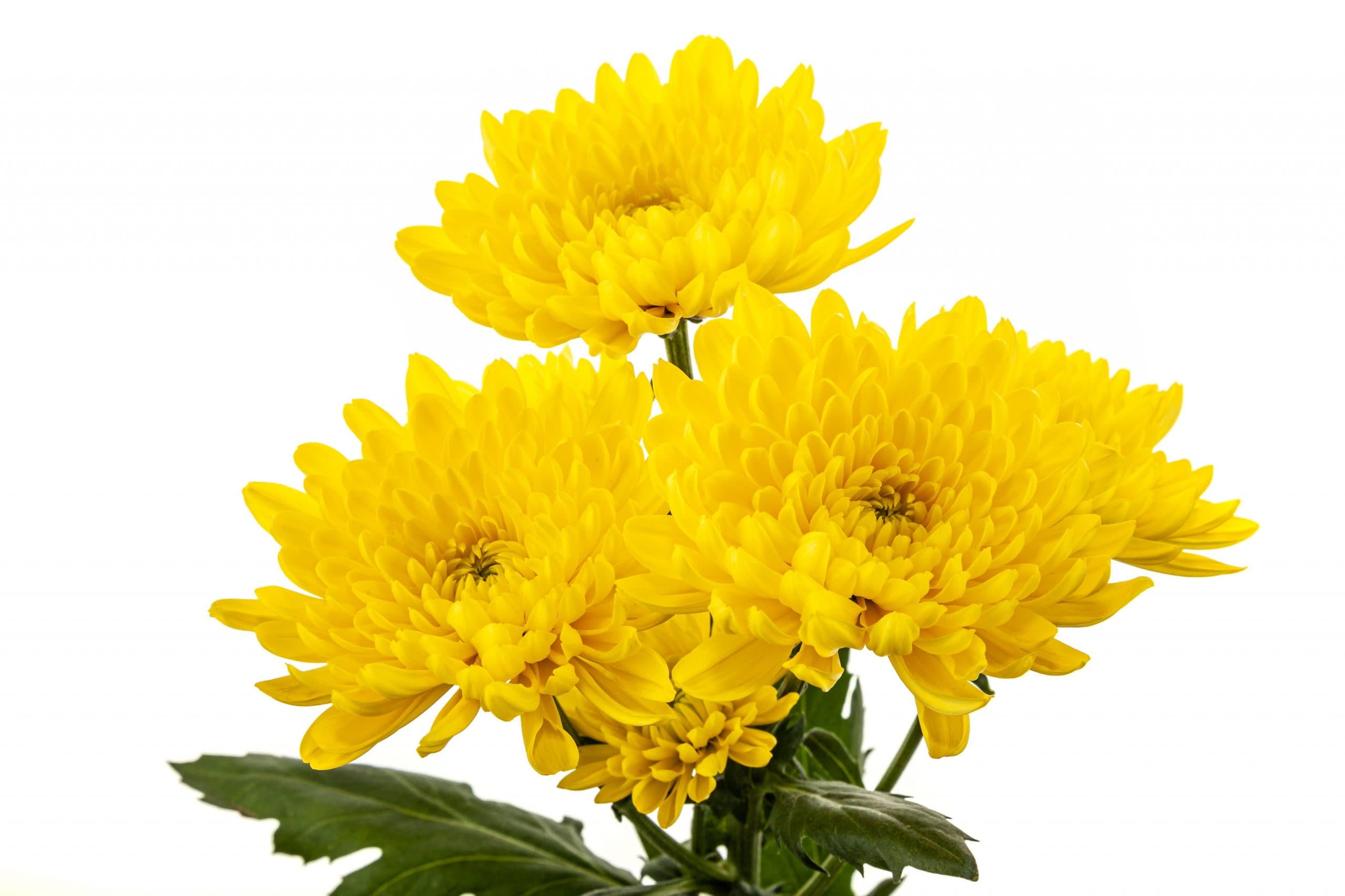Pom Cushion Bernal Yellow