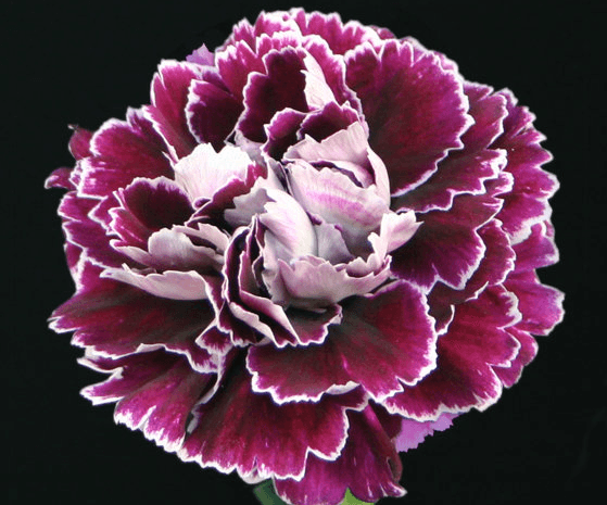 Carns Minerva Bi-color Purple Fancy