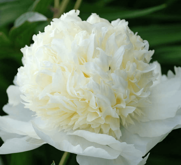 Peony Charlie's White Cream-blush 50cm
