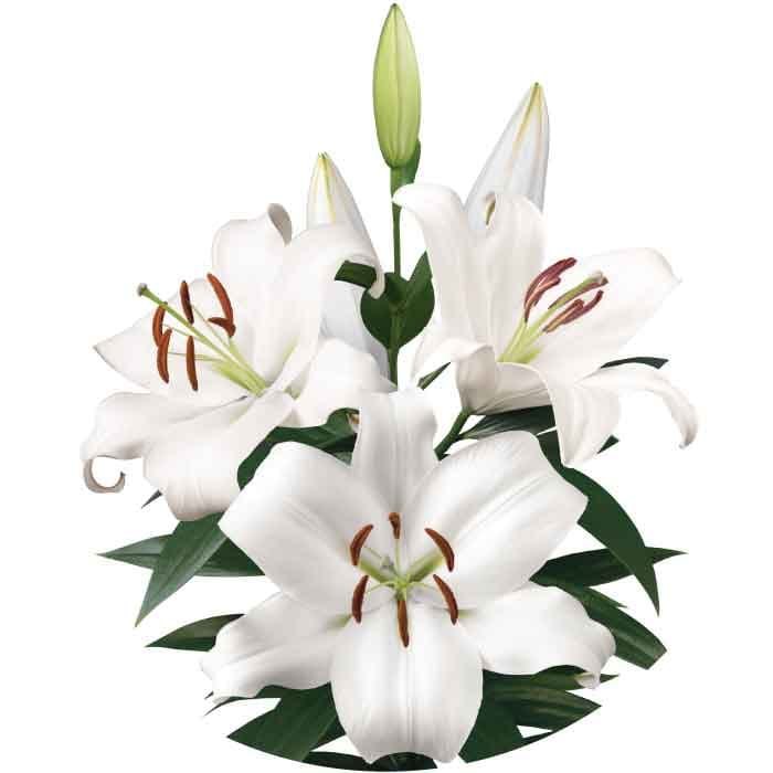Lily White Oriental Zambesi 3/4