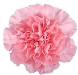 Carns Light Pink Verona Fancy