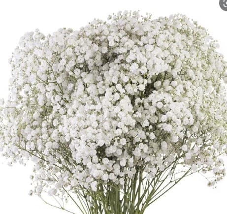 Gyp White Force 250 Grams