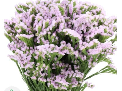 Statice Lavender