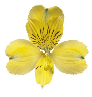 Alstro Voyager Yellow Select