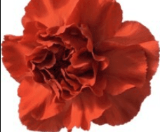 Carns Alhambra Dark Orange Select