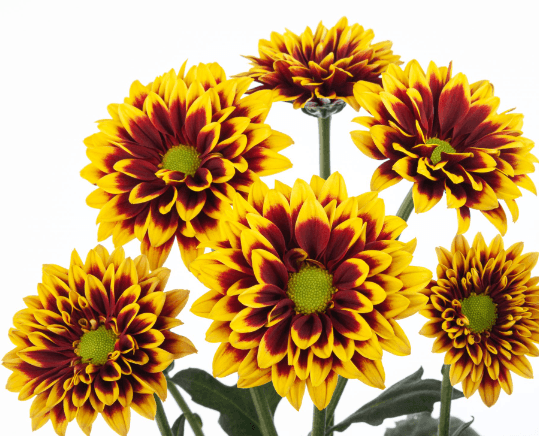 Pom Daisy Brassa Bi-color Bronze/yell