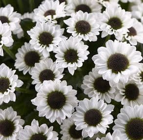 Pom White w/Black Center Novelty Ying Yang