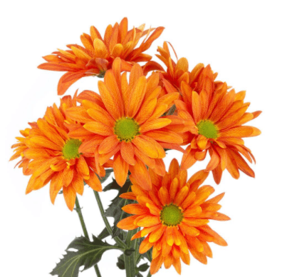 Pom Daisy Orange Atlantis Bronze
