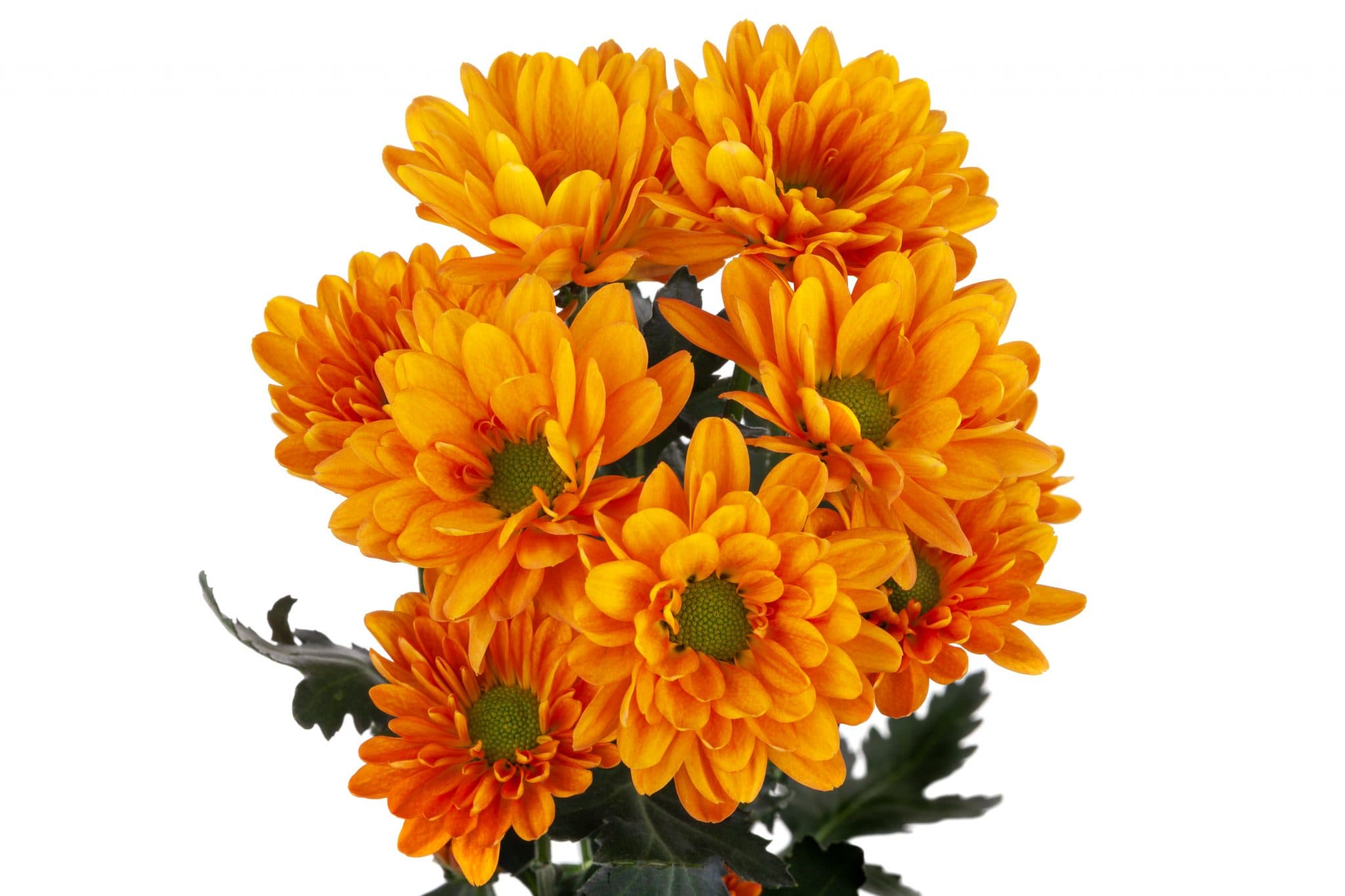 Pom Daisy Vitamin C Bronze