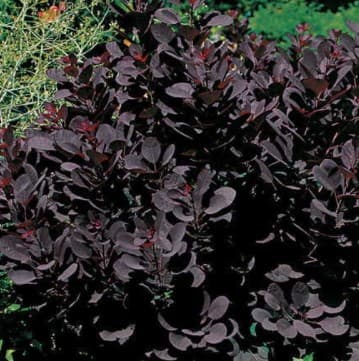 Greens Cotinus Purple