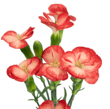 Dianthus SPX Solomio Clif Orange 10stem