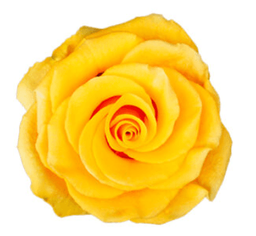 Rose Glitz Ecu Yellow 50cm