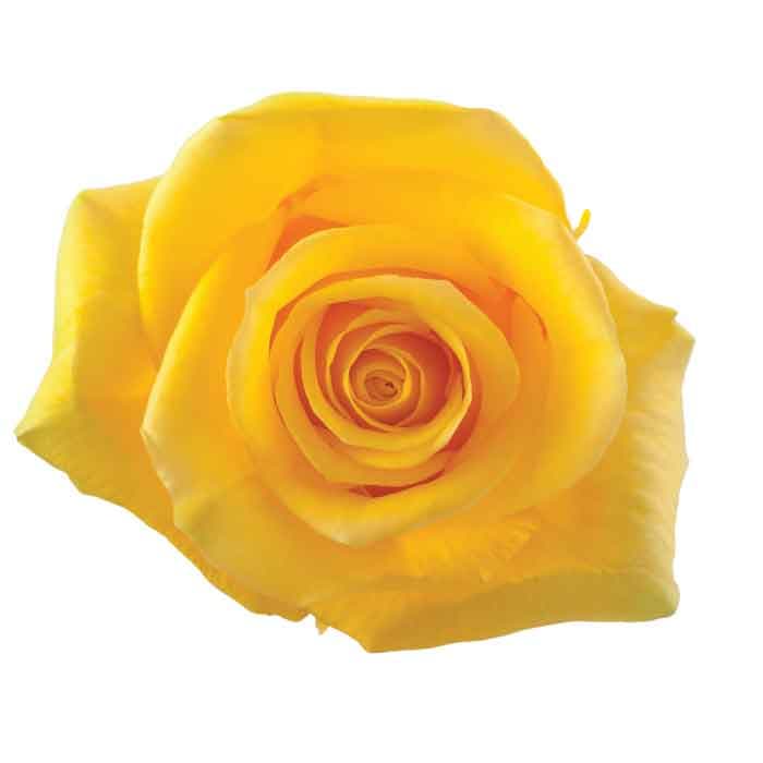 Rose Momentum Ecu Yellow 40cm