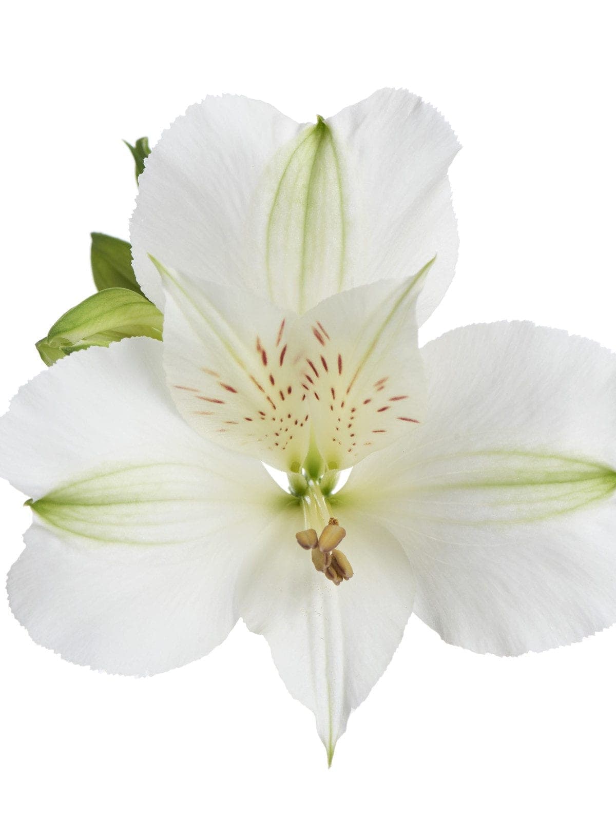 Alstro White Mistral Select