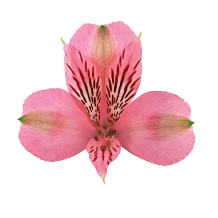 Alstro Pink Elegance Select