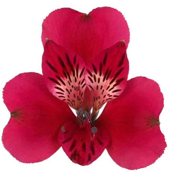 Alstro Hot Pink Lucia Super S.